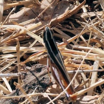 Macrotona australis (Common Macrotona Grasshopper) at Federation Hill - 25 Feb 2024 by KylieWaldon