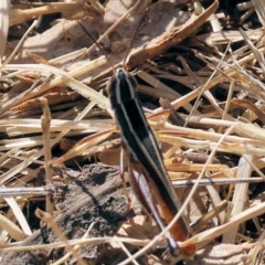 Macrotona australis (Common Macrotona Grasshopper) at Wodonga - 24 Feb 2024 by KylieWaldon