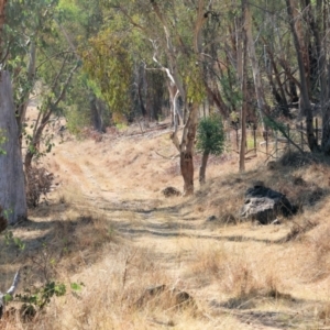 Macrotona australis at Federation Hill - 25 Feb 2024