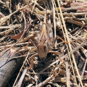 Oedaleus australis at Wodonga - 25 Feb 2024