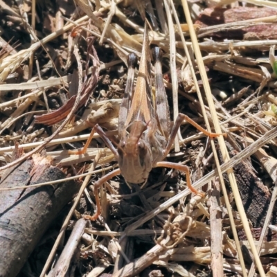 Oedaleus australis (Australian Oedaleus) at Federation Hill - 25 Feb 2024 by KylieWaldon