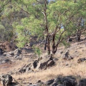 Oedaleus australis at Wodonga - 25 Feb 2024