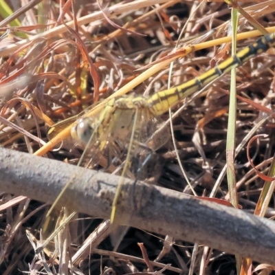 Orthetrum caledonicum (Blue Skimmer) at Wodonga - 24 Feb 2024 by KylieWaldon