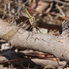 Orthetrum caledonicum at Wodonga - 25 Feb 2024 09:19 AM