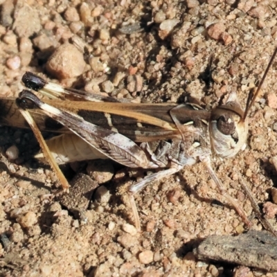 Oedaleus australis (Australian Oedaleus) at West Wodonga, VIC - 24 Feb 2024 by KylieWaldon