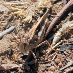 Oedaleus australis at Wodonga - 25 Feb 2024