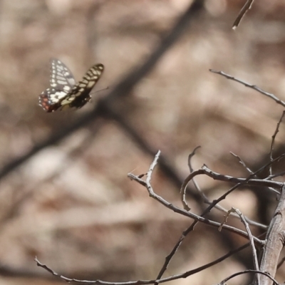 Papilio anactus (Dainty Swallowtail) at Wodonga - 25 Feb 2024 by KylieWaldon