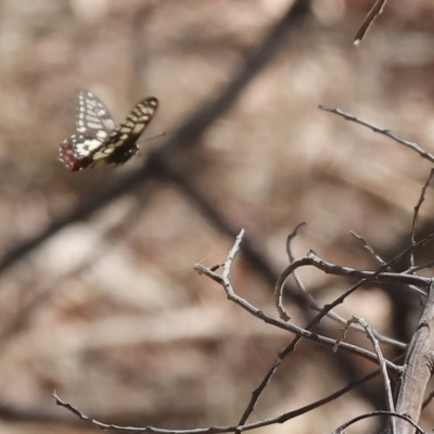 Papilio anactus (Dainty Swallowtail) at Federation Hill - 24 Feb 2024 by KylieWaldon