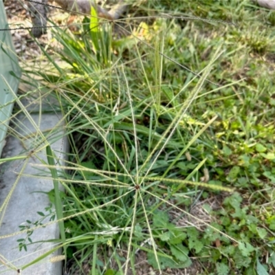 Chloris truncata (Windmill Grass) at Aranda, ACT - 22 Feb 2024 by KMcCue
