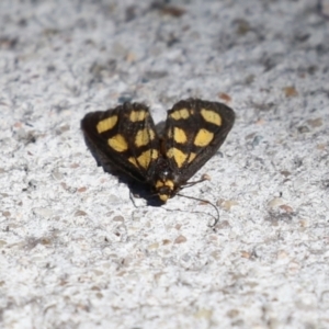 Asura cervicalis at Macarthur, ACT - 25 Feb 2024 02:56 PM