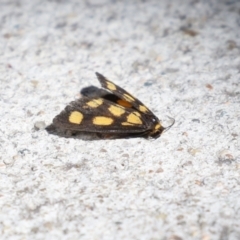 Asura cervicalis at Macarthur, ACT - 25 Feb 2024 02:56 PM