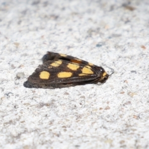 Asura cervicalis at Macarthur, ACT - 25 Feb 2024 02:56 PM