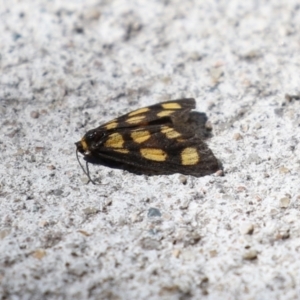 Asura cervicalis at Macarthur, ACT - 25 Feb 2024 02:56 PM