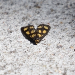 Asura cervicalis at Macarthur, ACT - 25 Feb 2024 02:56 PM