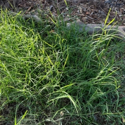 Cynodon dactylon (Couch Grass) at Aranda, ACT - 22 Feb 2024 by KMcCue