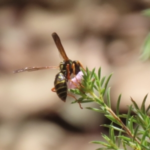 Polistes (Polistes) chinensis at Symonston, ACT - 25 Feb 2024