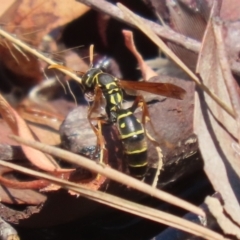 Polistes (Polistes) chinensis at Symonston, ACT - 25 Feb 2024