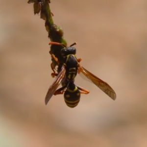 Polistes (Polistes) chinensis at Symonston, ACT - 25 Feb 2024