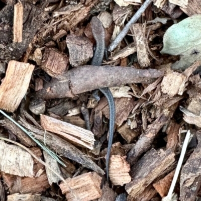 Lampropholis guichenoti (Common Garden Skink) at Aranda, ACT - 22 Feb 2024 by KMcCue