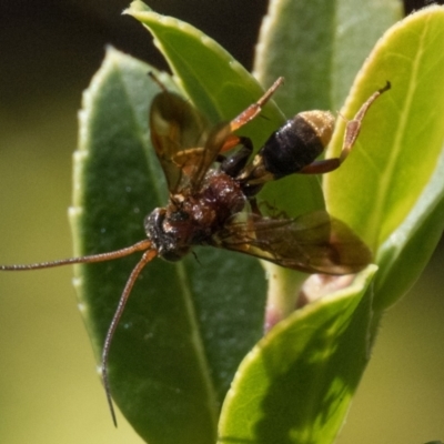 Unidentified Spider wasp (Pompilidae) at Duffy, ACT - 24 Feb 2024 by patrickcox