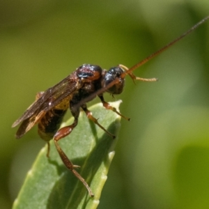 Pompilidae (family) at Duffy, ACT - 25 Feb 2024