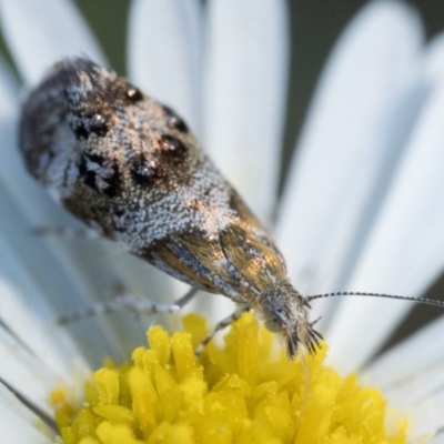 Tebenna micalis (Small Thistle Moth) at Duffy, ACT - 25 Feb 2024 by patrickcox