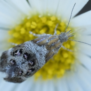 Tebenna micalis at Duffy, ACT - 25 Feb 2024 06:00 AM