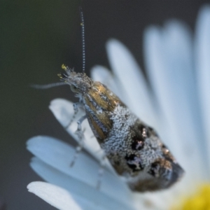 Tebenna micalis at Duffy, ACT - 25 Feb 2024 06:00 AM