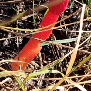 Phallus rubicundus at QPRC LGA - 25 Feb 2024