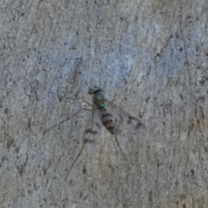 Dolichopodidae (family) at QPRC LGA - suppressed