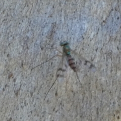 Dolichopodidae (family) at QPRC LGA - suppressed