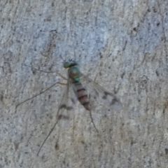 Dolichopodidae (family) at QPRC LGA - suppressed