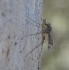 Dolichopodidae (family) at QPRC LGA - 25 Feb 2024