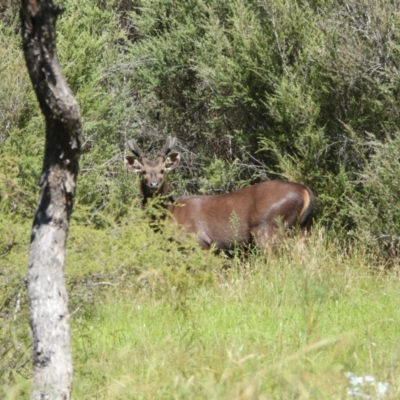 Cervus unicolor (Sambar Deer) at Kambah, ACT - 25 Feb 2024 by LineMarie