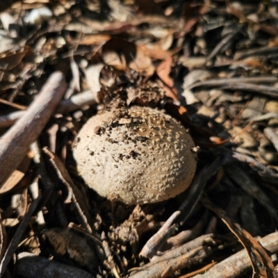 Amanita sp. (Amanita sp.) at Captains Flat, NSW - 25 Feb 2024 by Csteele4