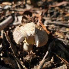 Amanita sp. at QPRC LGA - 25 Feb 2024