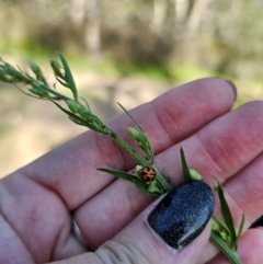 Coccinella transversalis at QPRC LGA - 25 Feb 2024