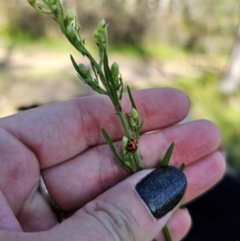 Coccinella transversalis at QPRC LGA - 25 Feb 2024