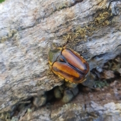 Chondropyga gulosa (Highland cowboy beetle) at Tinderry, NSW - 25 Feb 2024 by danswell