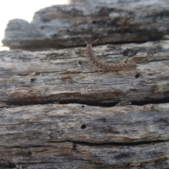 Dalodesmidae (family) (Dalodesmid flat-backed millipede) at Mt Holland - 25 Feb 2024 by danswell