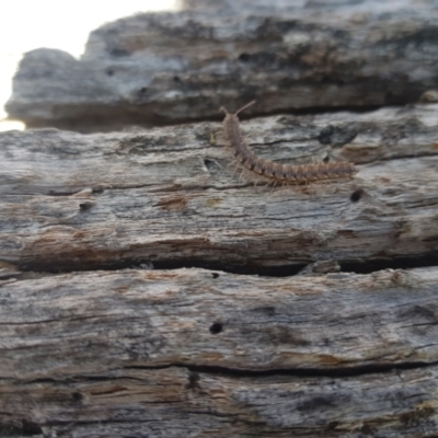 Dalodesmidae (family) (Dalodesmid flat-backed millipede) at Tinderry, NSW - 25 Feb 2024 by danswell