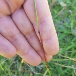 Bothriochloa macra at Mt Holland - 25 Feb 2024 02:21 PM