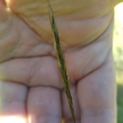 Bothriochloa macra at Mt Holland - 25 Feb 2024 02:21 PM