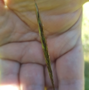 Bothriochloa macra at Mt Holland - 25 Feb 2024 02:21 PM