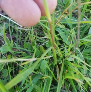 Bothriochloa macra at Mt Holland - 25 Feb 2024