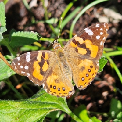 Vanessa kershawi (Australian Painted Lady) at QPRC LGA - 24 Feb 2024 by MatthewFrawley