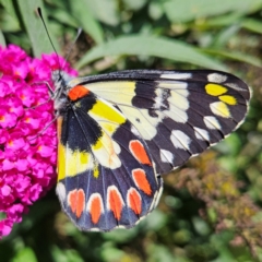 Delias aganippe (Spotted Jezebel) at QPRC LGA - 25 Feb 2024 by MatthewFrawley