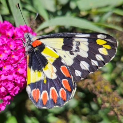 Delias aganippe (Spotted Jezebel) at QPRC LGA - 25 Feb 2024 by MatthewFrawley