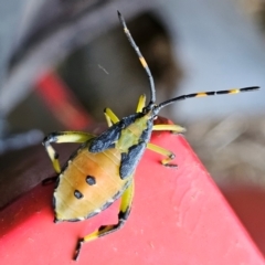 Amorbus (genus) (Eucalyptus Tip bug) at QPRC LGA - 25 Feb 2024 by MatthewFrawley