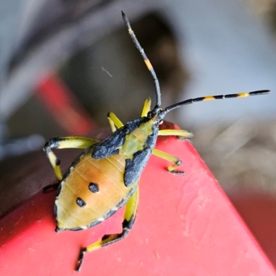 Amorbus sp. (genus) (Eucalyptus Tip bug) at QPRC LGA - 25 Feb 2024 by MatthewFrawley